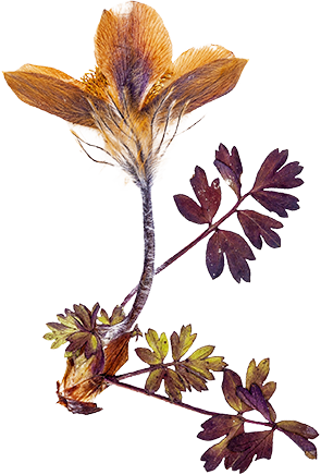 Maroon and gold flower